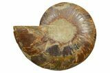 Cut & Polished Ammonite Fossil (Half) - Madagascar #347518-1